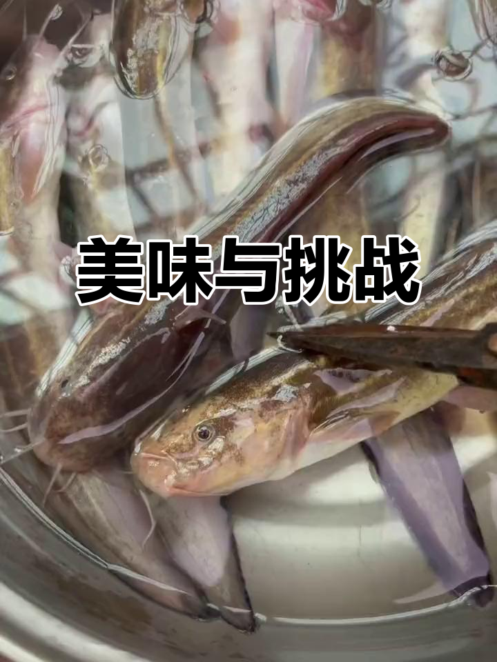 海沙毛鱼,刺疼难忘,肉质鲜美,沈家生活值得一试