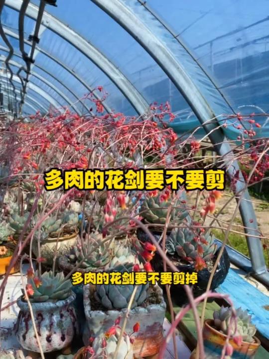 多肉的花剑要不要剪