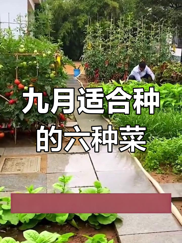 九月份阳台小院必种蔬菜,快速采收又美观