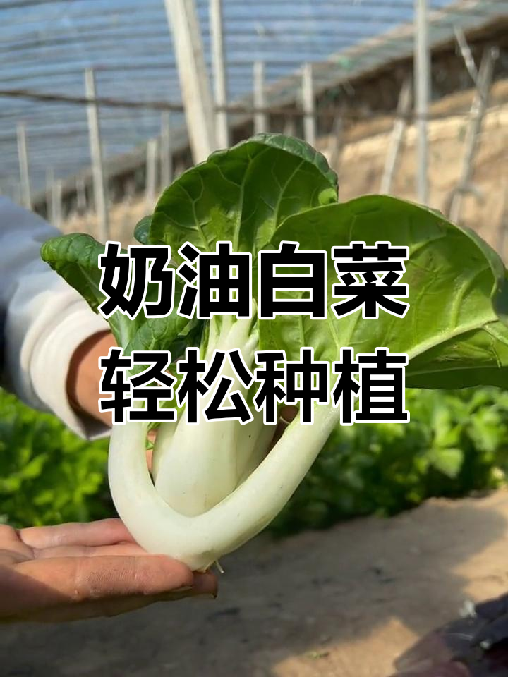 奶油小白菜,四季皆宜种植,阳台小院都能种