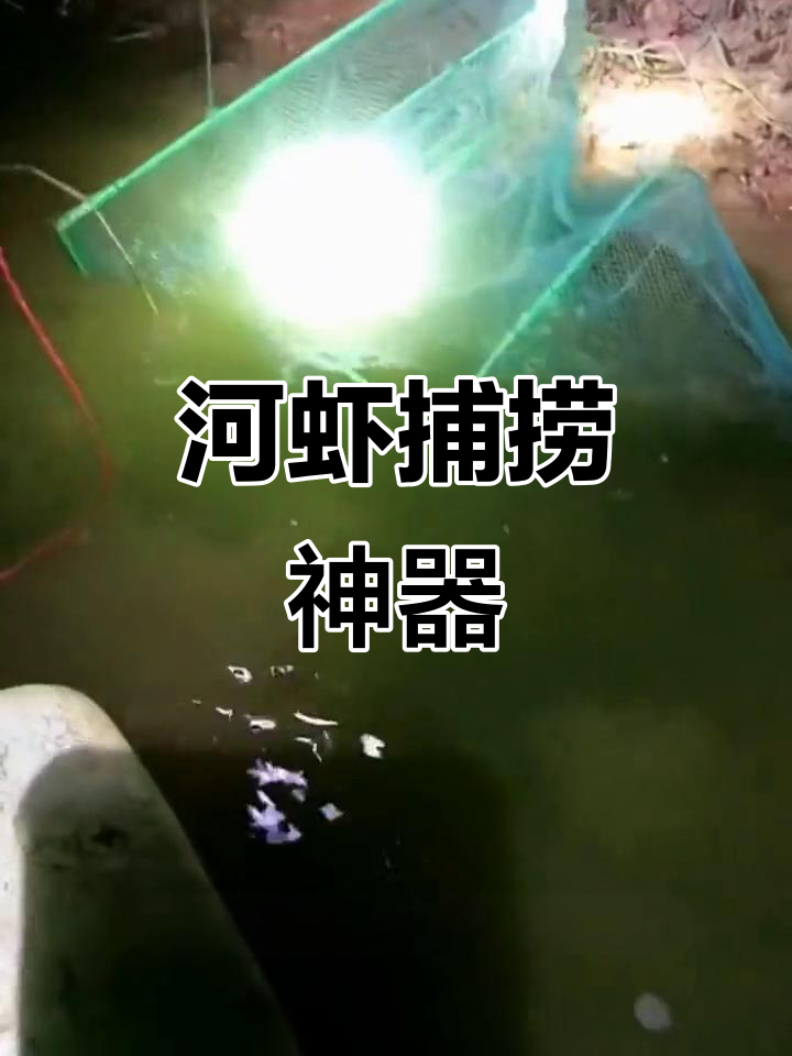 三角笼诱饵一放,河虾纷纷涌入,轻松捕获!