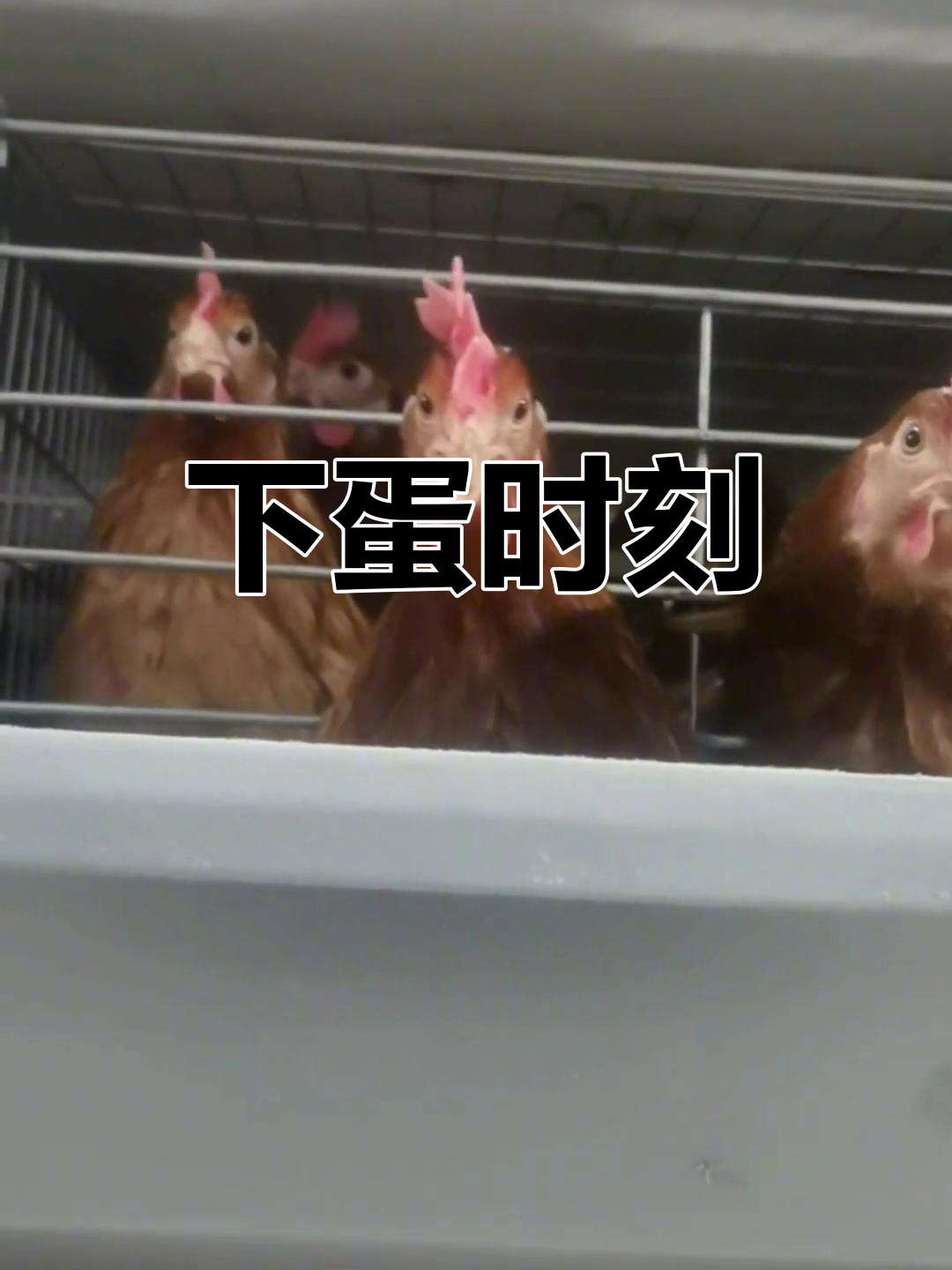 蹲守20分钟,终于捕捉到母鸡下蛋的精彩瞬间!