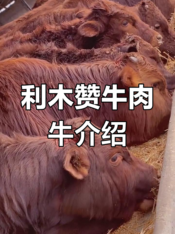 利木赞牛:法国高原的强健肉牛品种