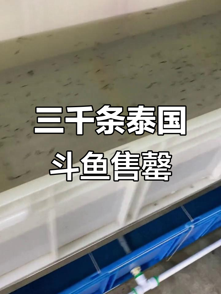 泰国斗鱼养殖基地直播调整,三千条卖完休息到明年