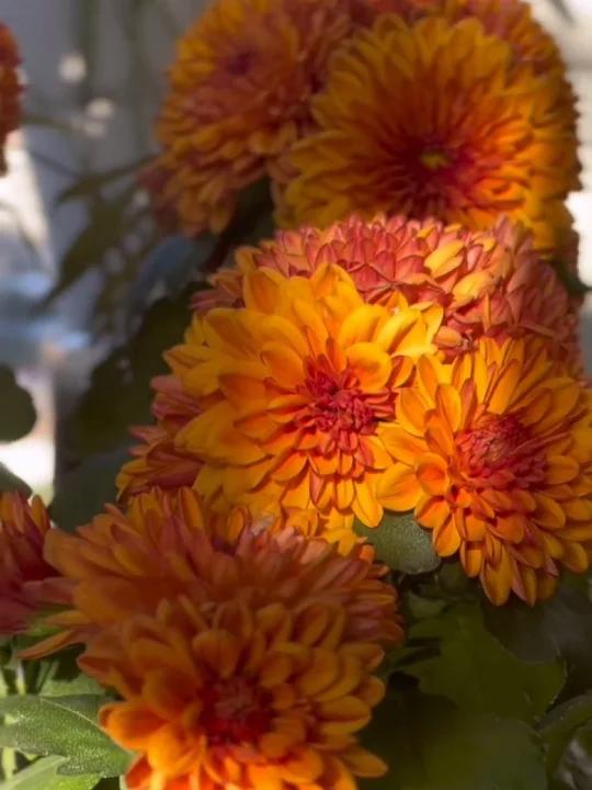 养花秘籍/花花要养好,小鱼得吃饱小鱼