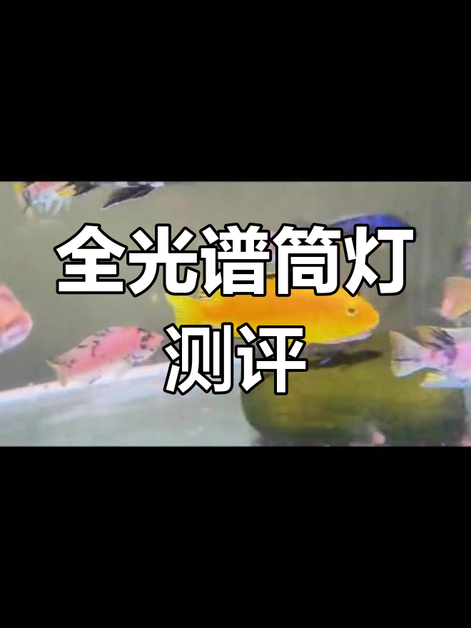 乐迪80W全光谱筒灯养鱼效果评测:三湖慈鲷色彩表现