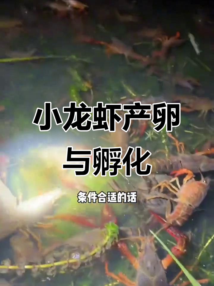 小龙虾繁殖揭秘:产卵、孵化全过程