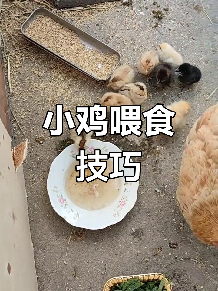 小鸡出壳后如何科学喂养?营养搭配全攻略
