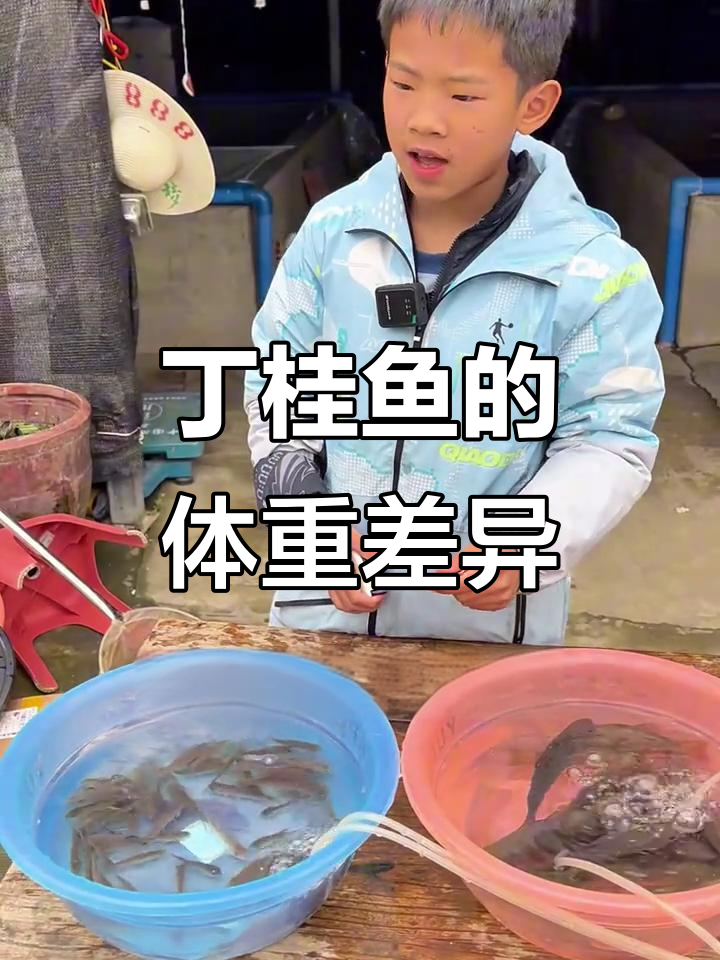 丁桂鱼大小差距惊人,重量竟差8倍!