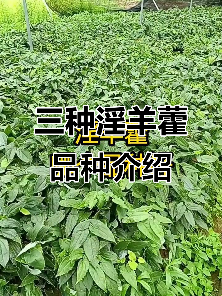 淫羊藿三大品种解析:高含量建叶、柔毛与高产优质选择