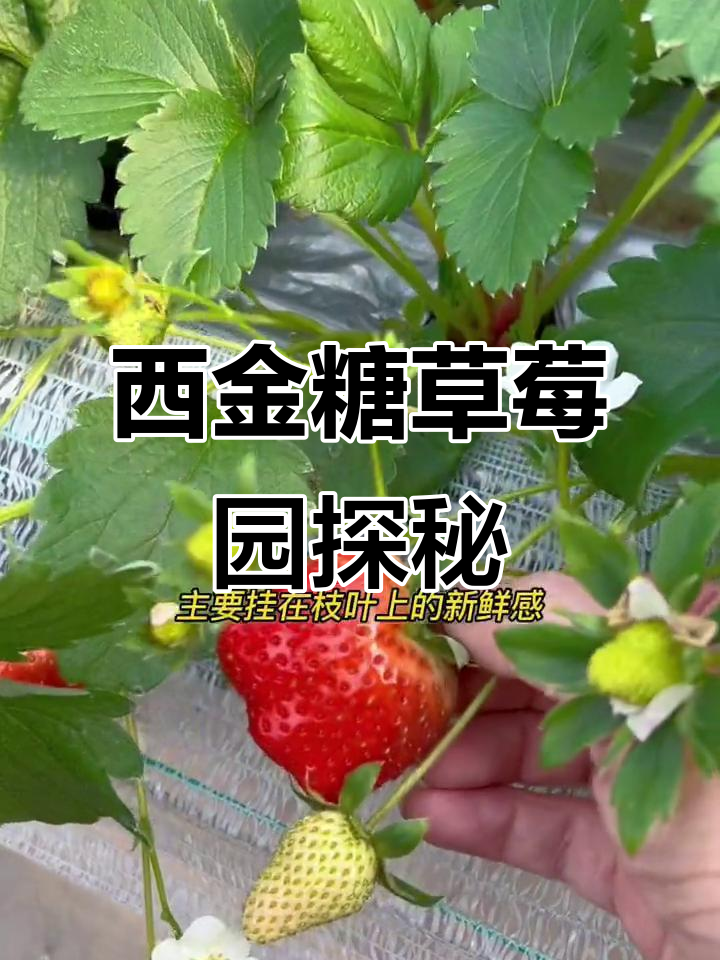 宁波九龙湖西金糖草莓园:四十一位体验独特冰激凌口感