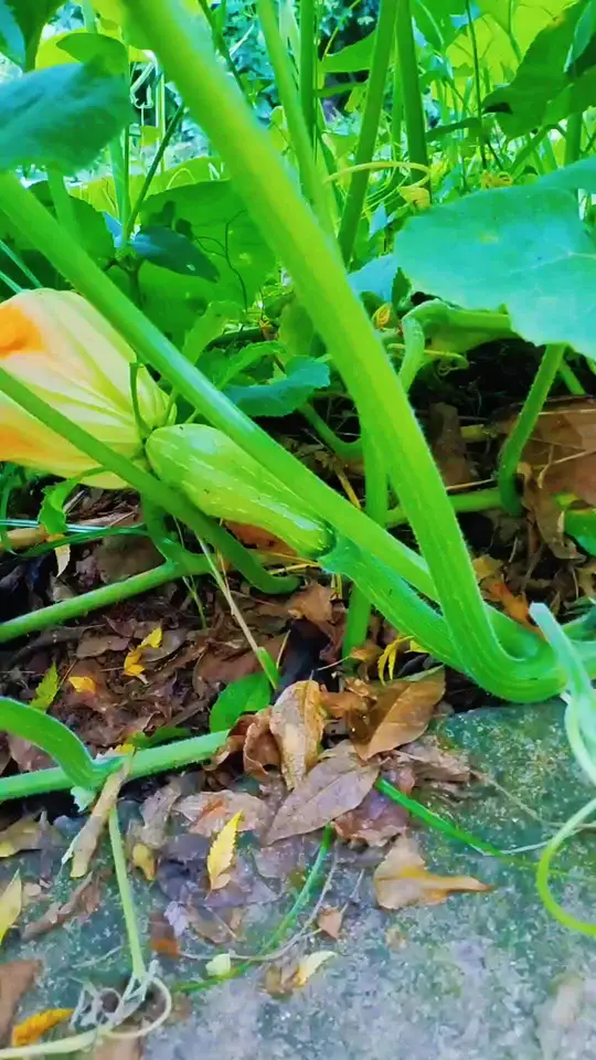 家乡特色农家菜园,纯天然绿色蔬菜与果树种植基地太诱人!
