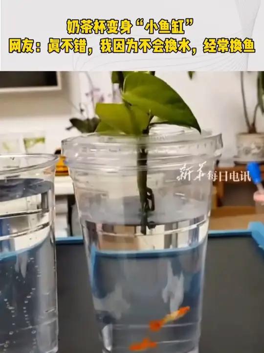 奶茶杯变身“小鱼缸”,网友:就因为我不会换水,所以经常换鱼