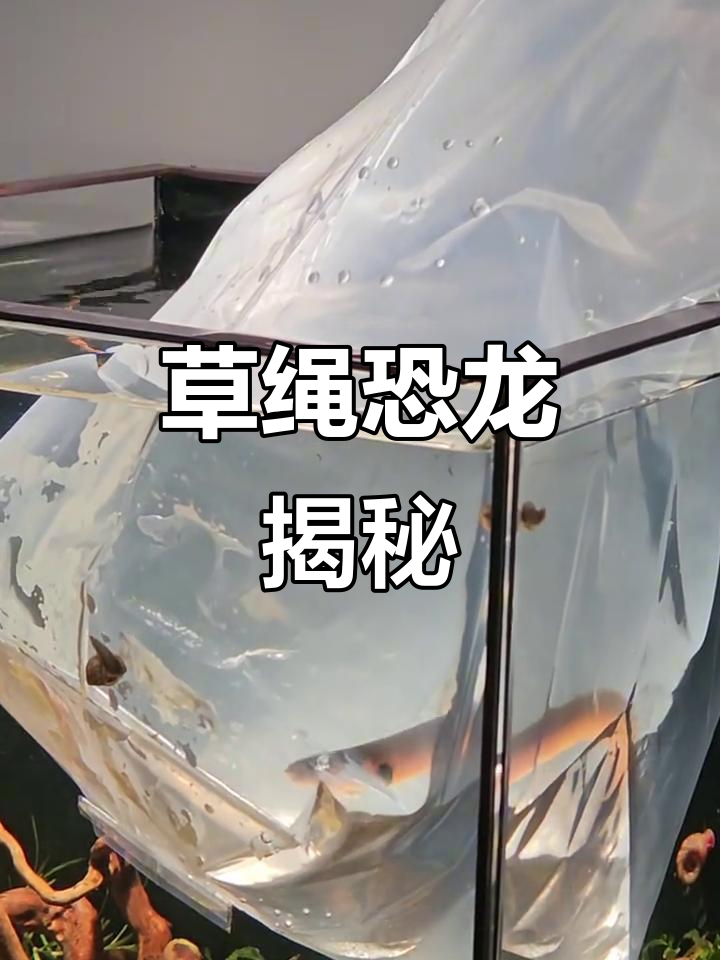 草绳恐龙,外形奇特,可爱又神秘,期待它开食!