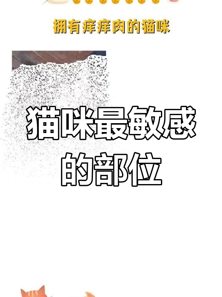 猫咪的痒痒肉与爽点揭秘