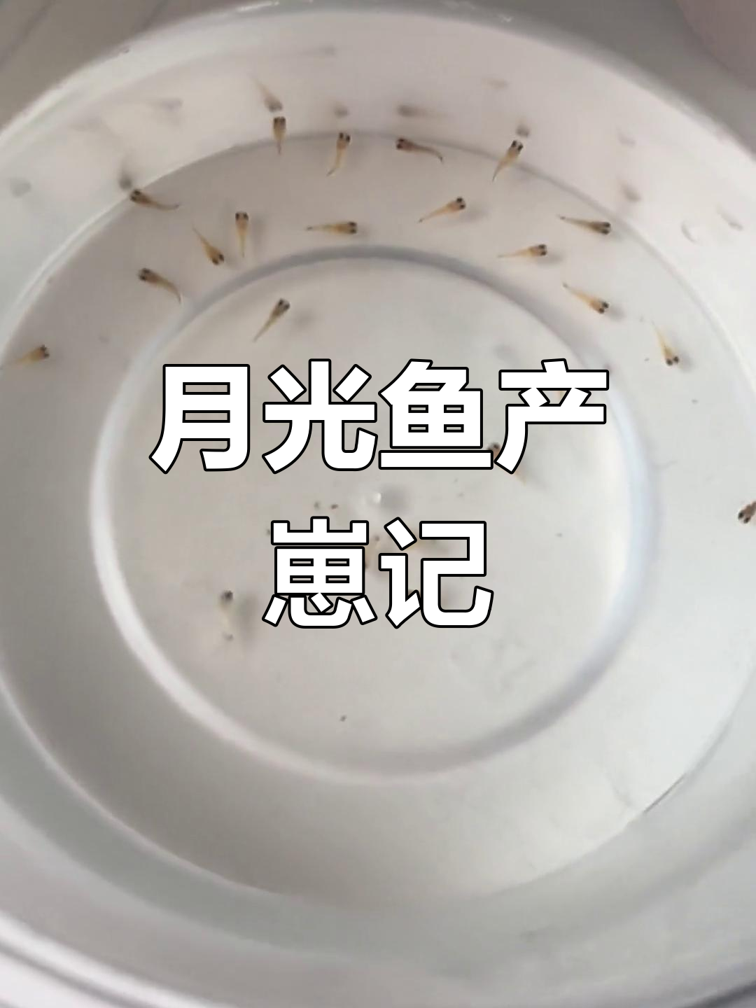 黑尾月光鱼产仔,19条存活,隔离让它不开心