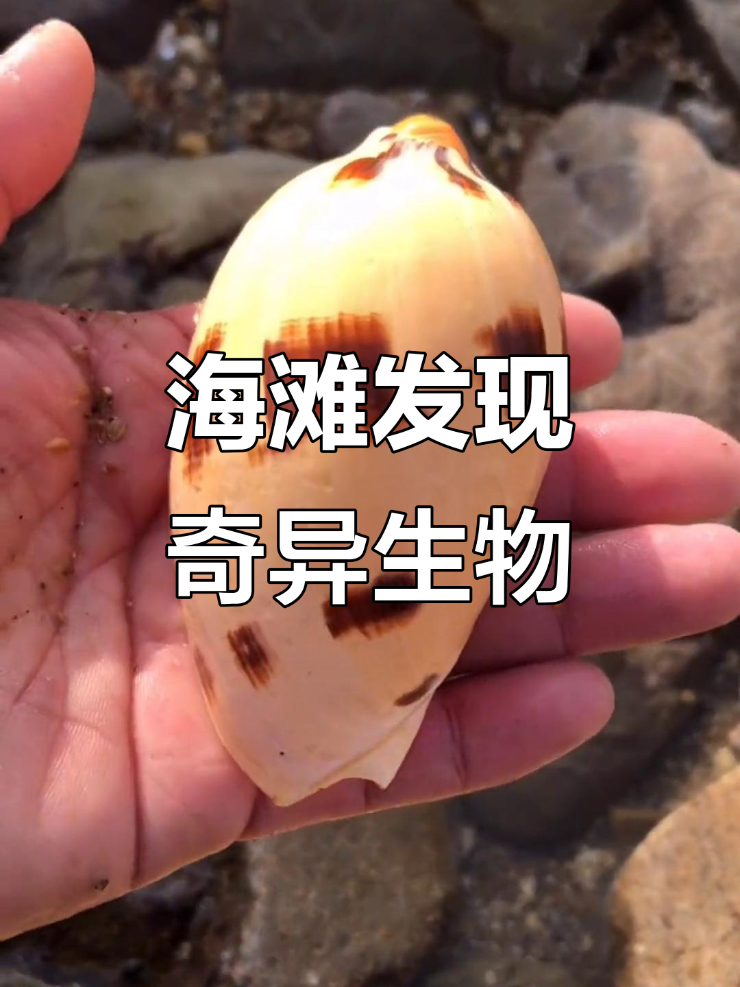 海滩上的奇遇:小沙板鱼、派派大星和短腿八爪鱼的奇妙探险