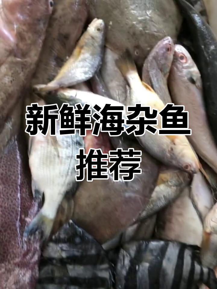 海杂鱼大集合!新鲜品种多,海鲜爱好者必看