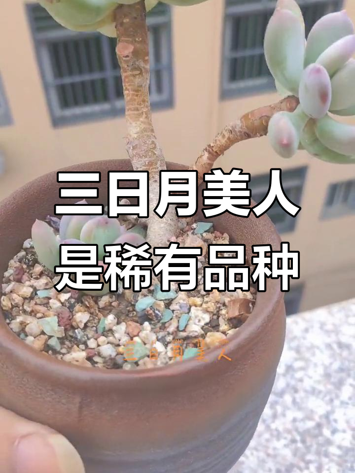 很少有人养的独特多肉品种,三日月美人你见过吗?