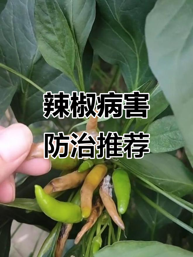 辣椒细菌性软腐病防治:宁南霉素、农用链霉素效果显著