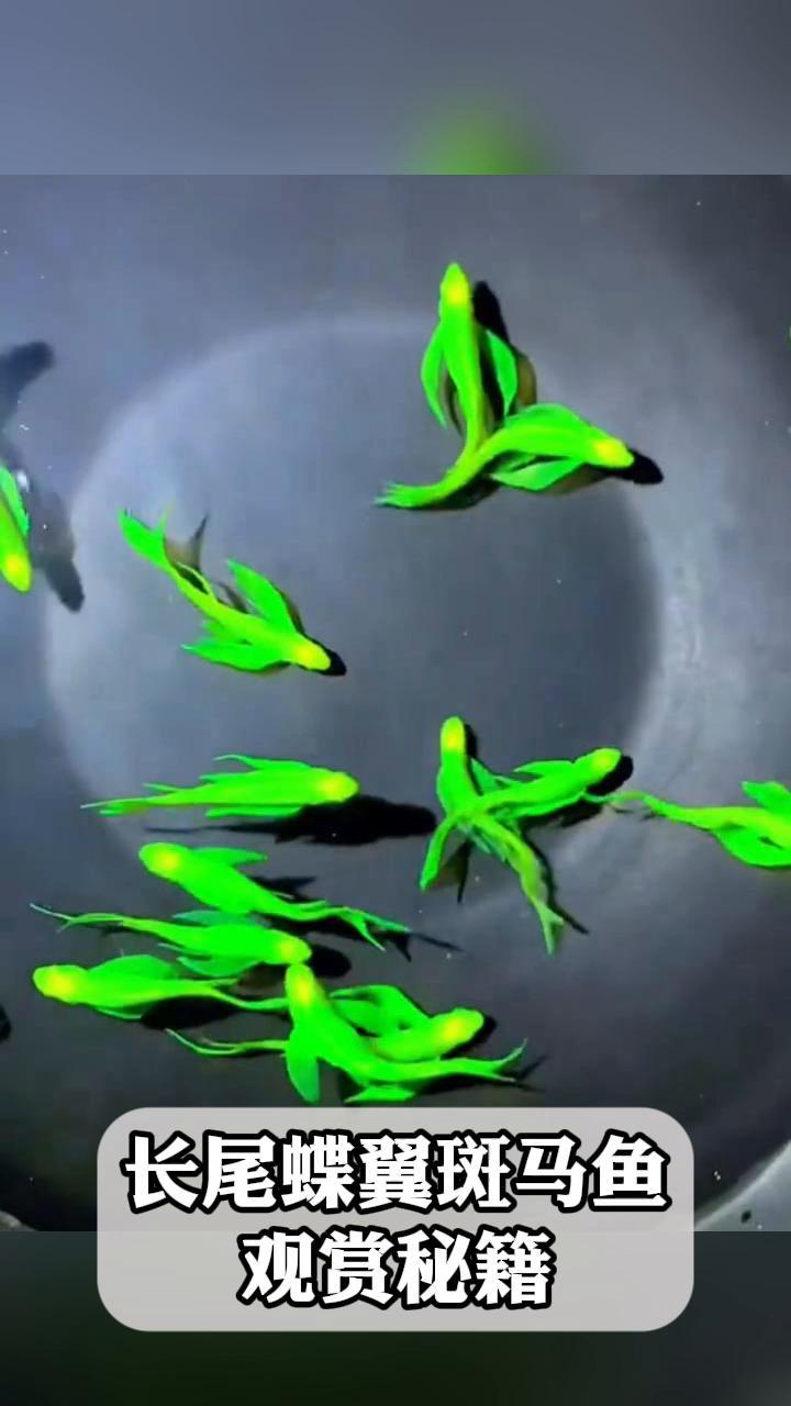 长尾蝶翼斑马鱼,观赏秘籍