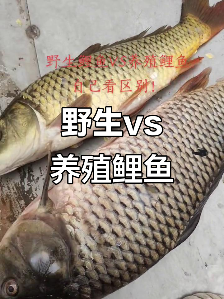 野生鲤鱼与养殖鲤鱼的终极对决,谁更胜一筹?