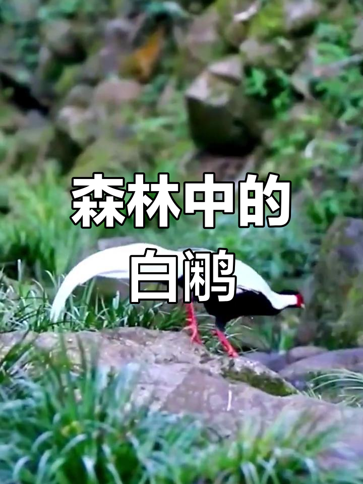 白鹇的美丽与生存环境