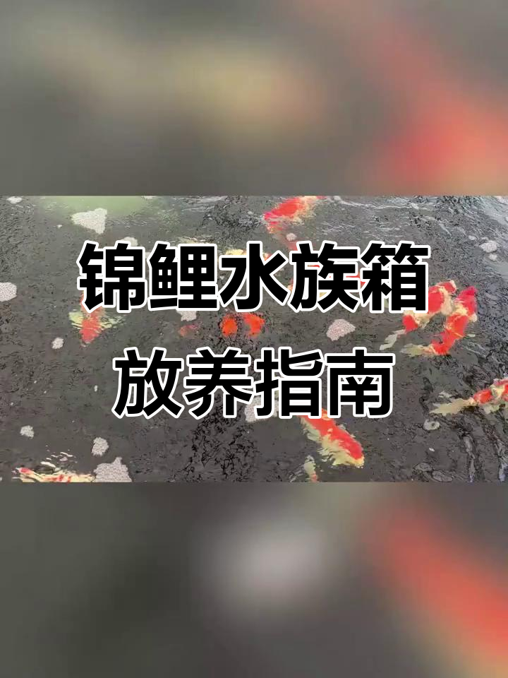 锦鲤养殖密度全攻略,如何选择合适的水族箱放养规格