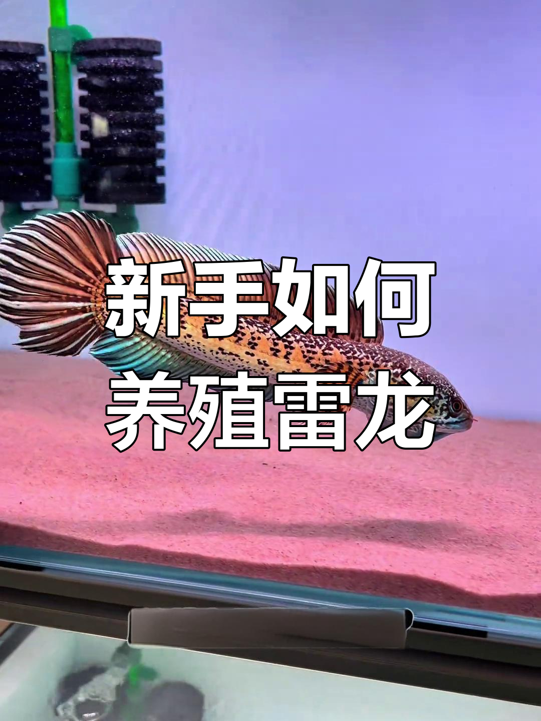 新手养雷龙全攻略:从鱼缸选择到日常管理