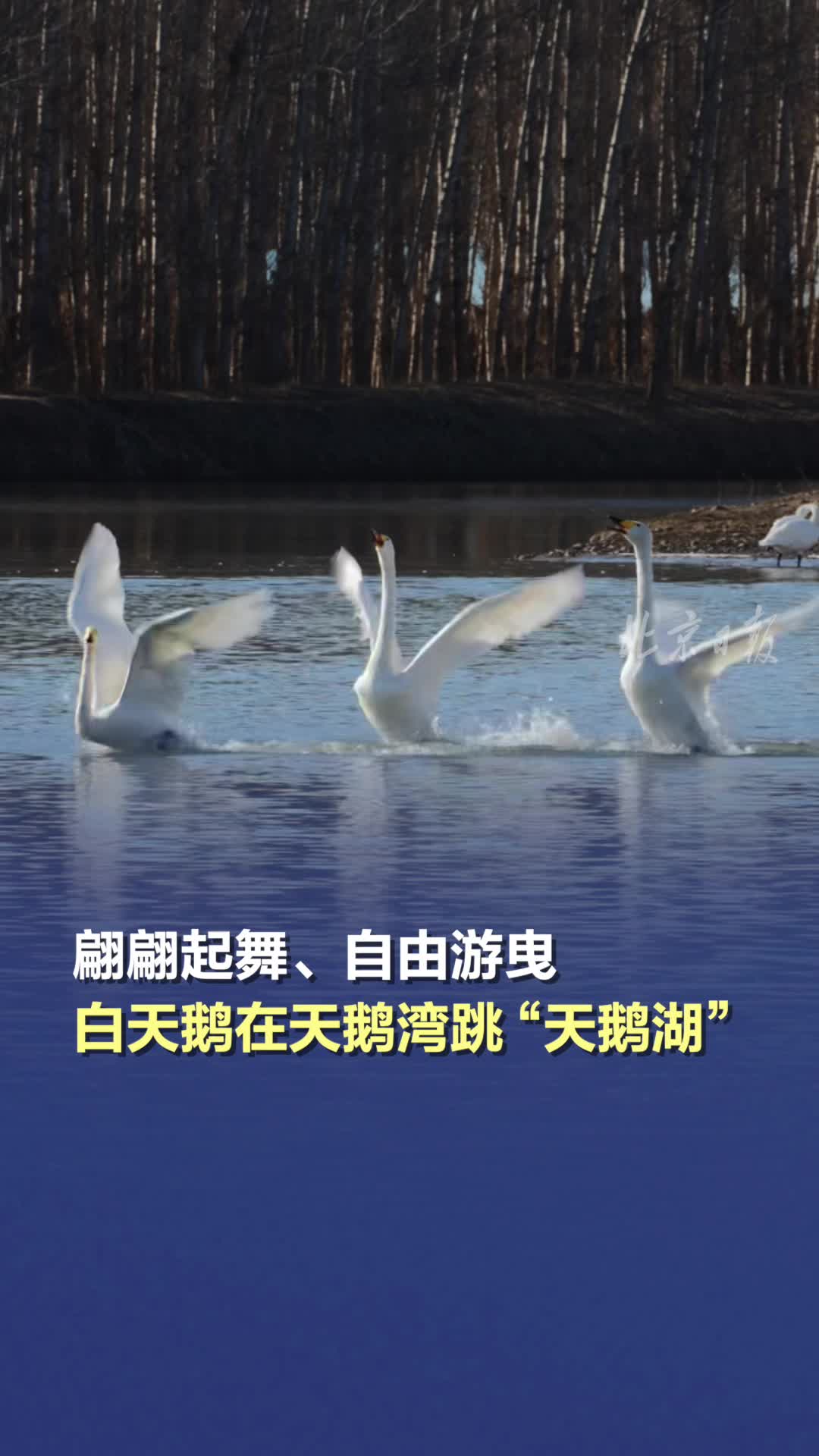 翩翩起舞、自由游曳,白天鹅在天鹅湾跳“天鹅湖”