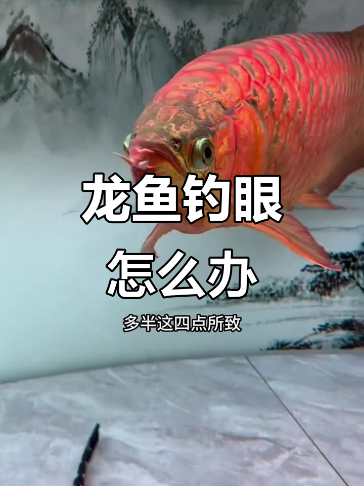 龙鱼掉眼原因及治疗方法,避免手术