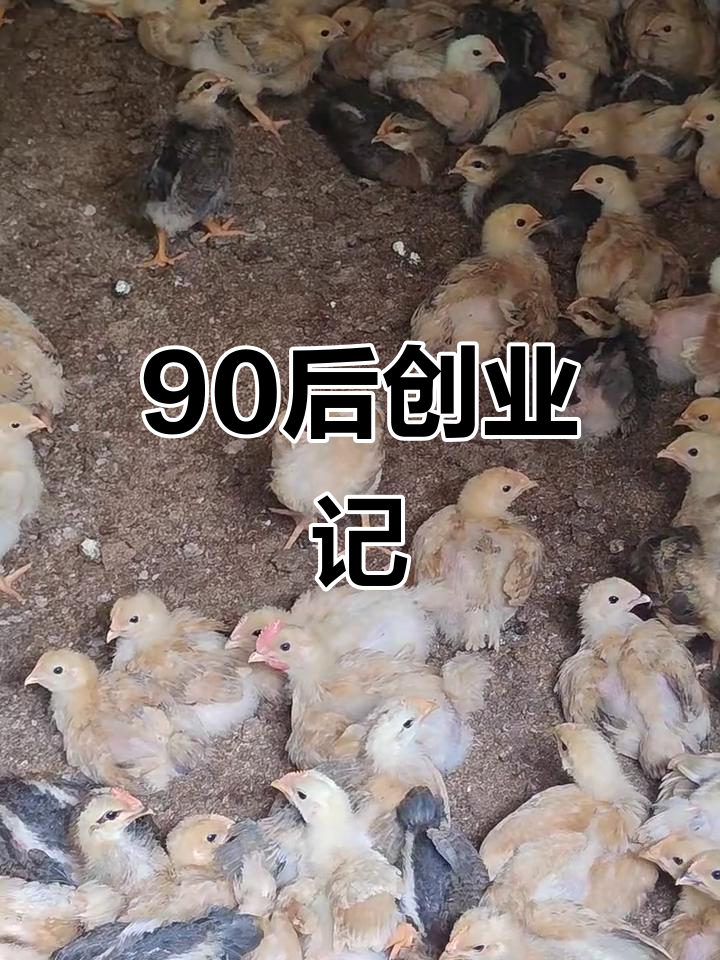 90后创业:从麻鸡养殖到电商新机遇