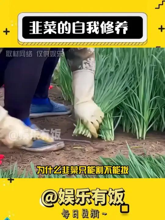 韭菜的自我修养 娱乐评论大赏 内容过于真实 韭菜 割韭菜
