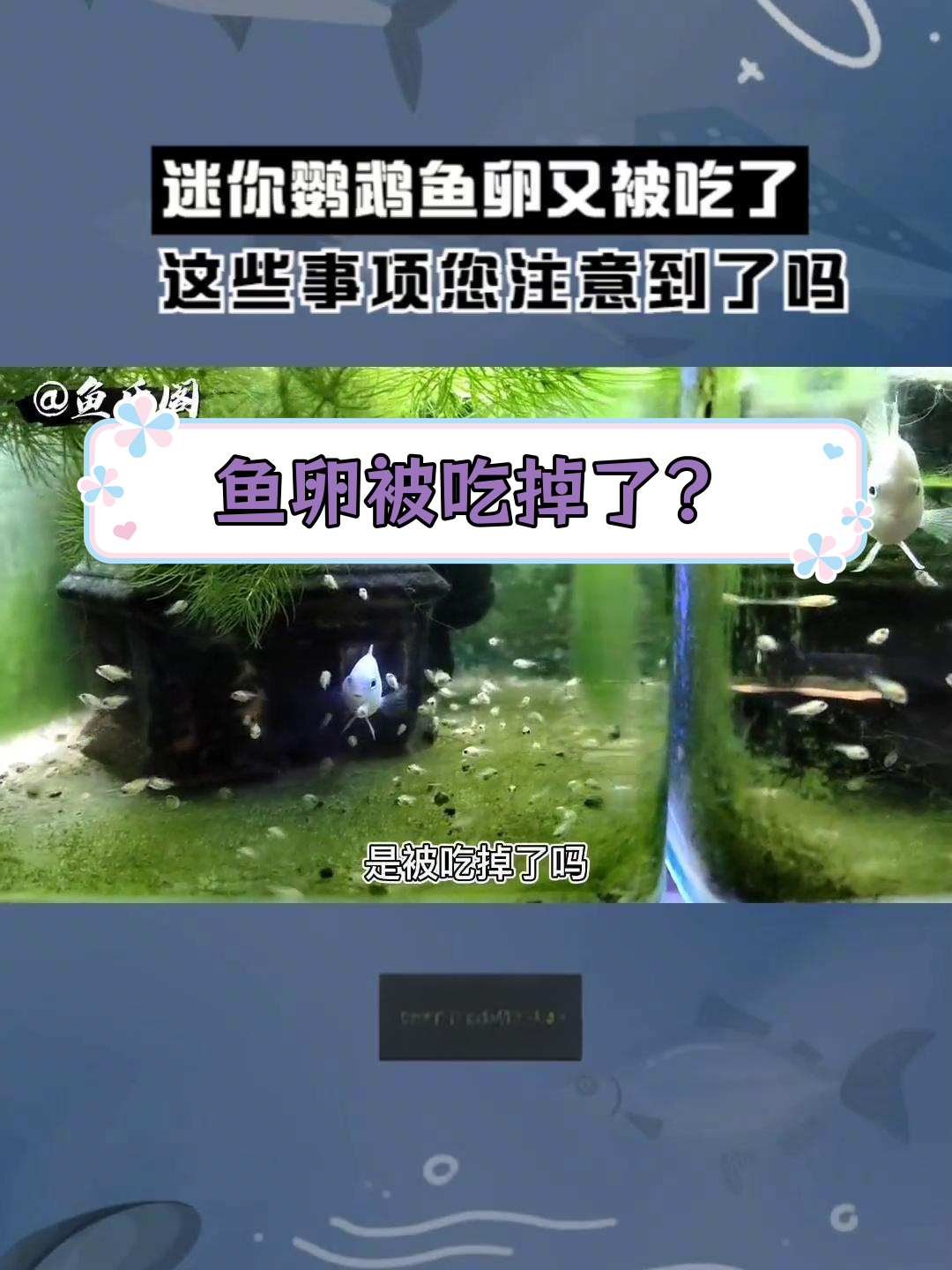 迷你鹦鹉鱼卵消失的原因解析