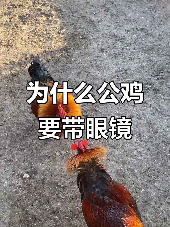 公鸡戴眼镜能提升战斗力?黑爪白爪谁更强
