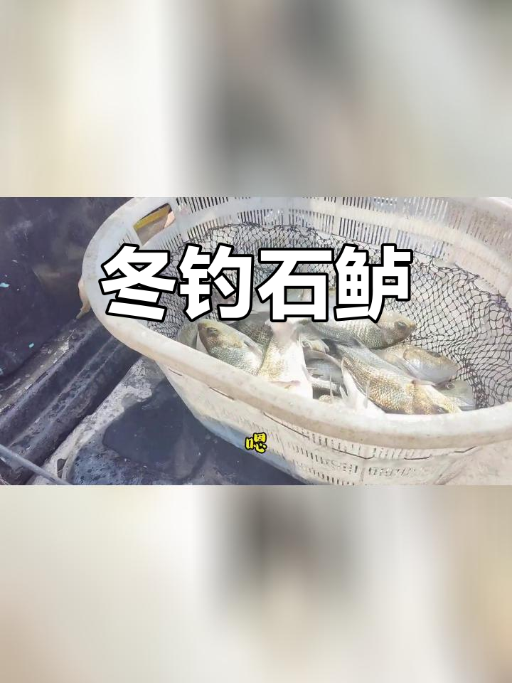 石鲈鱼种大放水,冬季钓鱼新挑战