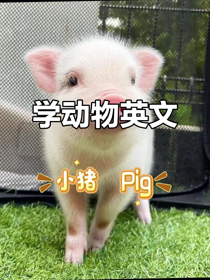 动物英文大挑战,快来一起学!