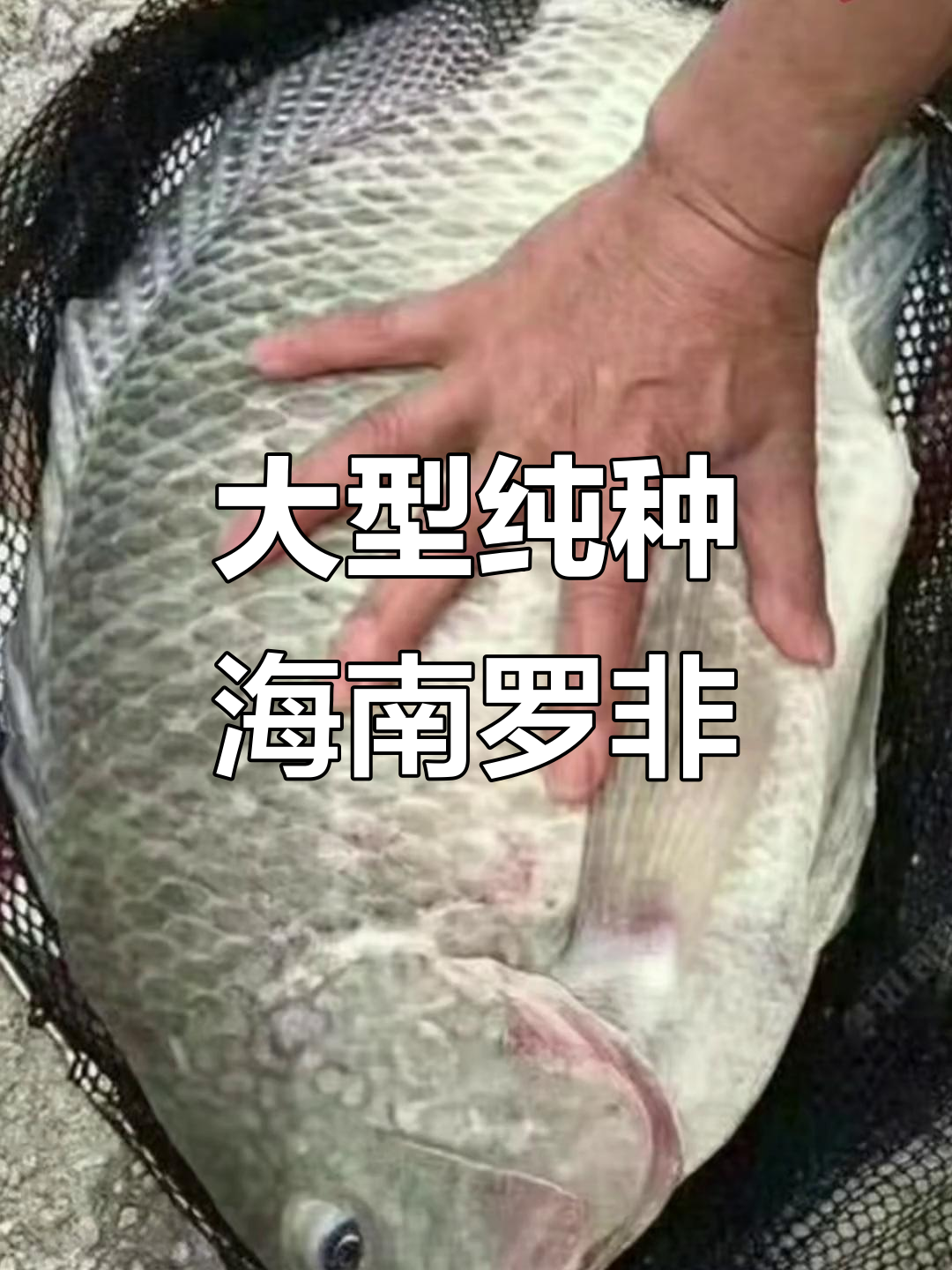 海南一号罗非鱼:体型巨大,生长迅速!