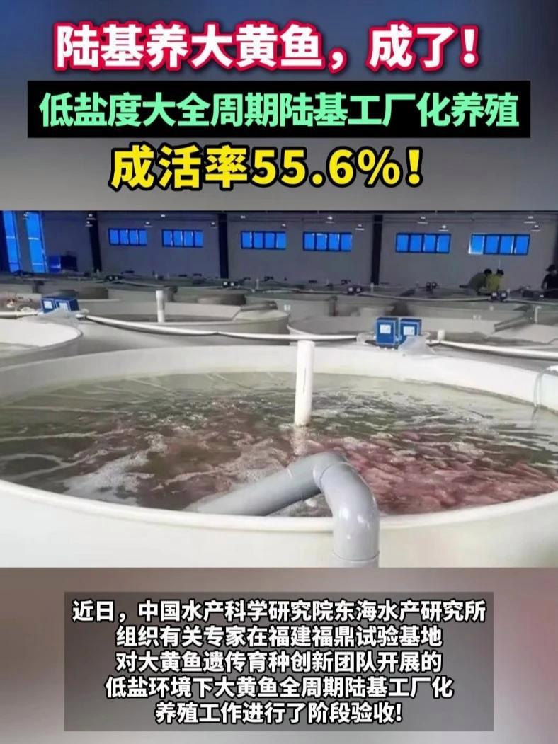 陆基养大黄鱼,成了!低盐环境下大黄鱼全周期陆基工厂化养殖工作进行了阶段验收!成活率55.6
