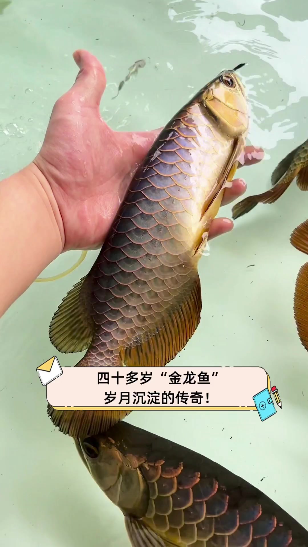 四十多岁“金龙鱼”,岁月沉淀的传奇!