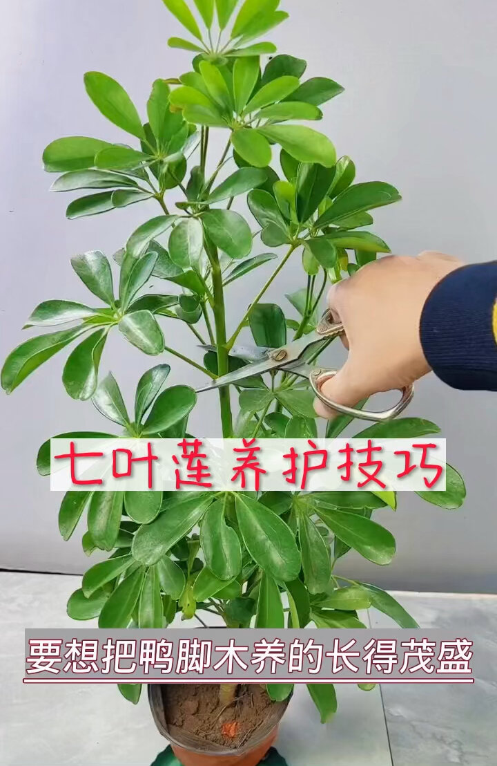 鸭脚木(七叶莲)日常养护打顶方法!