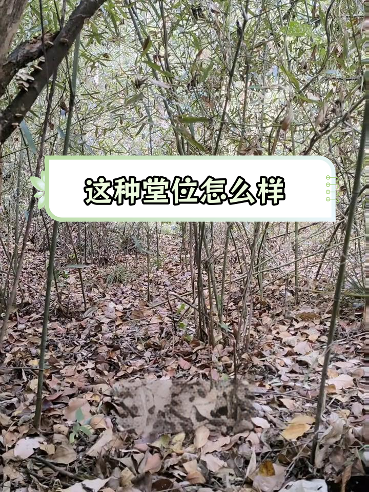 竹鸡堂位如何?
