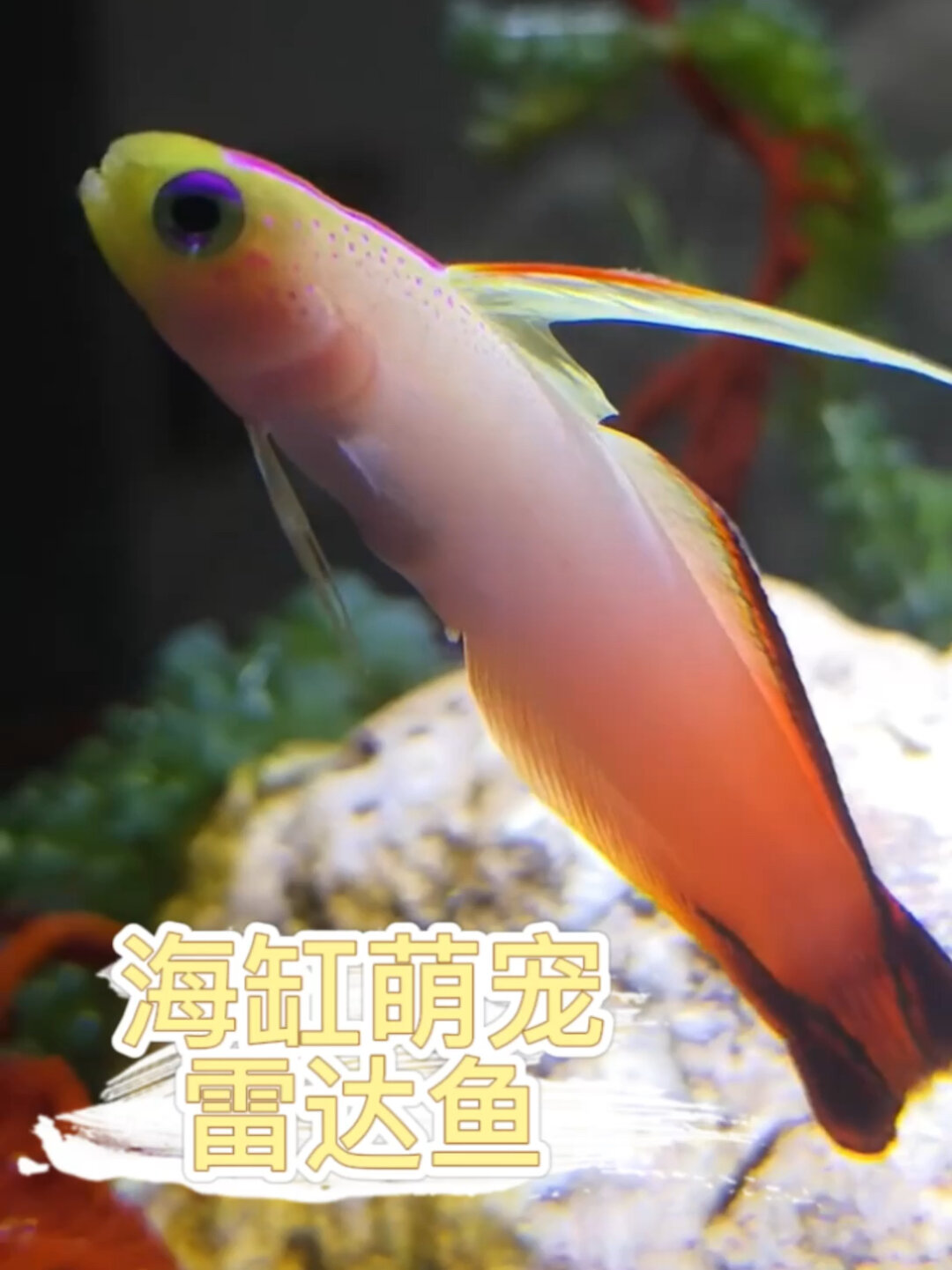 海缸中的天线宝宝雷达鱼