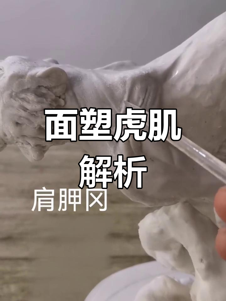 老虎肌肉解剖详解