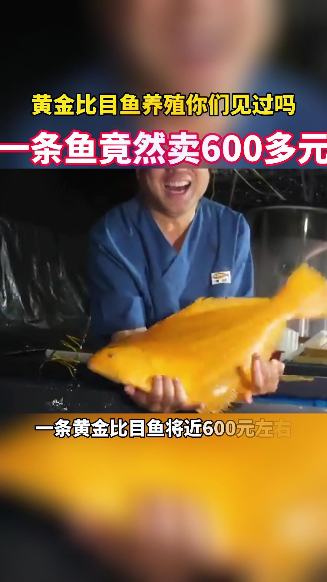 黄金比目鱼养殖你们见过吗,一条鱼竟然卖600多元,价格昂贵到是普通比目鱼10倍。水产养殖 