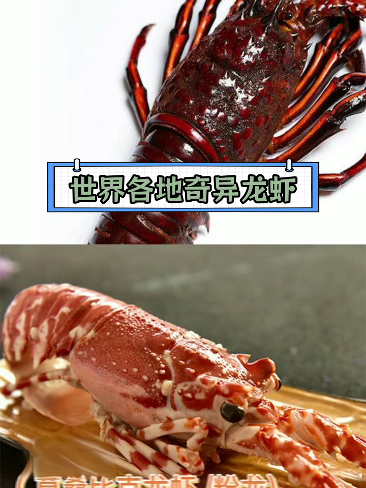 全球罕见龙虾品种大揭秘