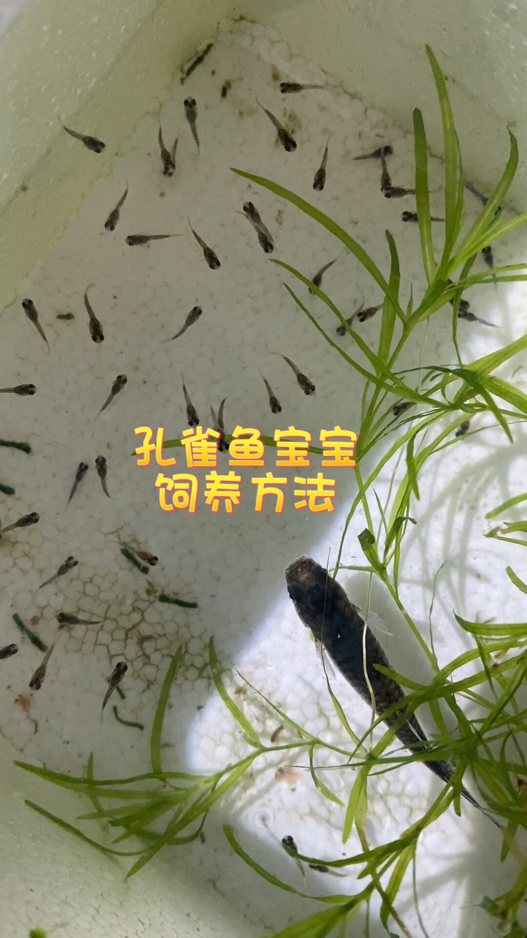 刚出生的小鱼宝宝的饲养方法