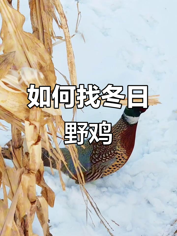 冬季如何寻找野鸡?这些地方最容易发现它们的足迹