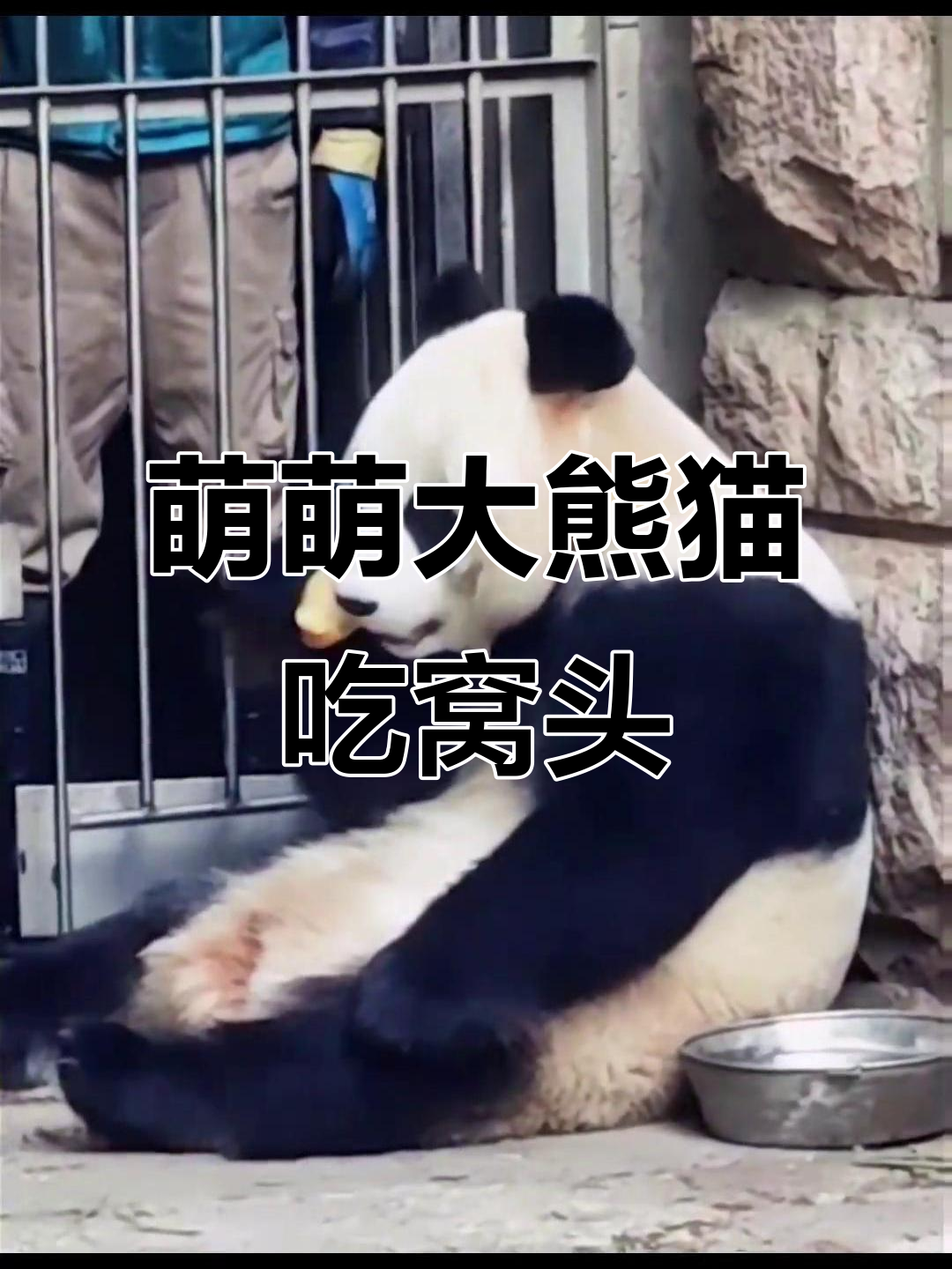 大熊猫吃窝头，表情超萌又搞笑