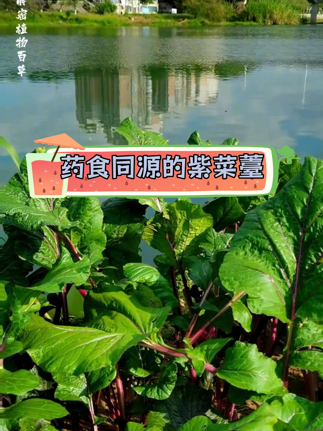 紫菜薹:不仅仅是蔬菜,背后有药用价值